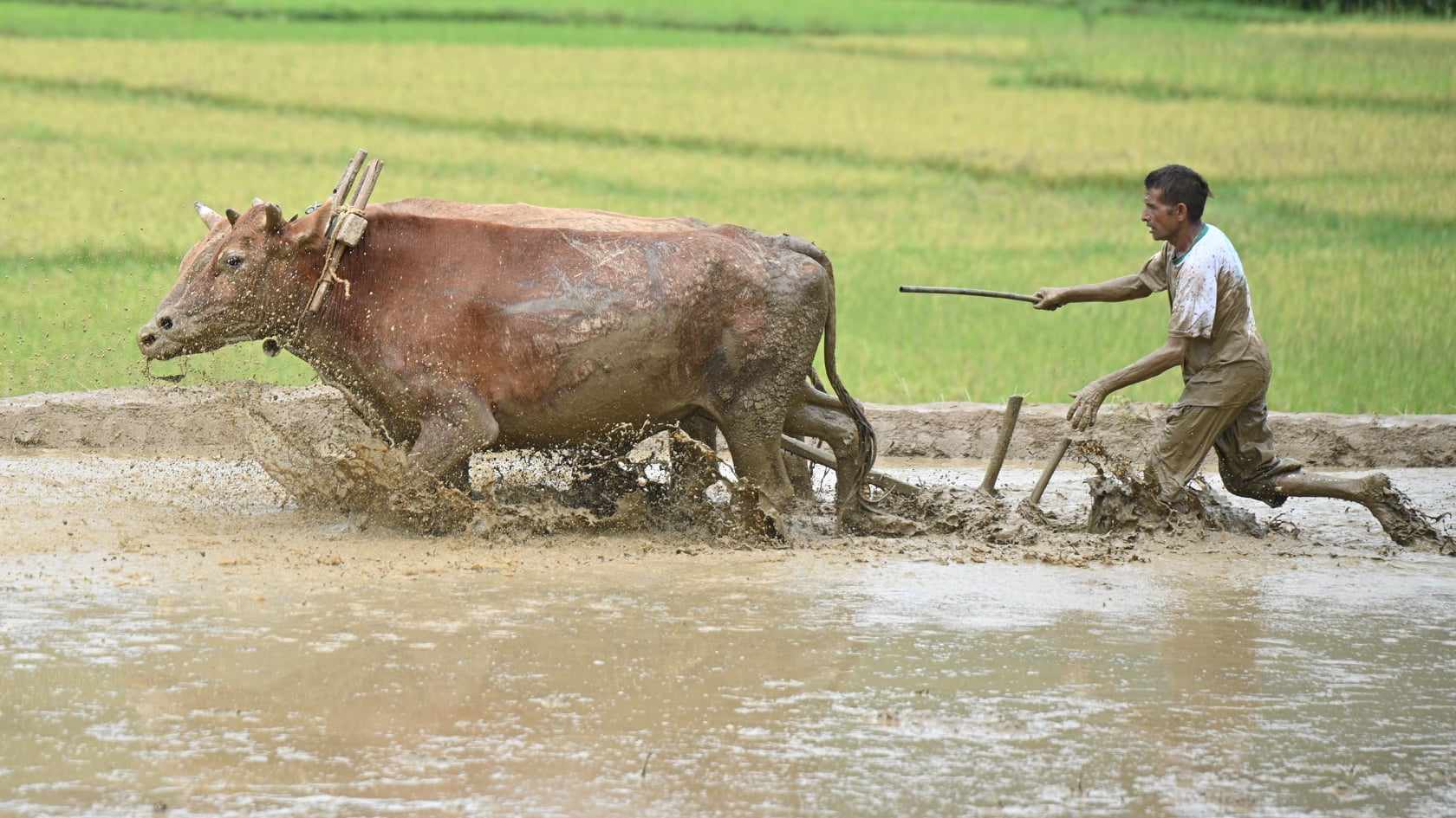 नुवाकोटको बेलकोटगढीमा रोपाई महोत्सव (फोटोफिचर)